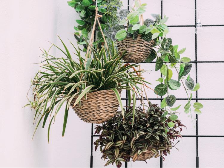 Plants - Hanging